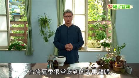 火龍果種子種植|種子盆栽DIY教學